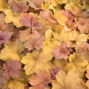 Coral Bells - #2 - Image 1