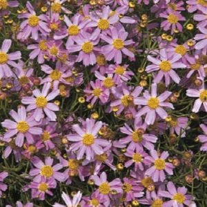 Coreopsis - American Dream (Pink) #1 - Image 1