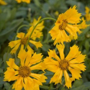Coreopsis - Jethro Tull #1 - Image 1