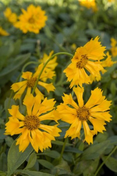 Coreopsis Jethro tull