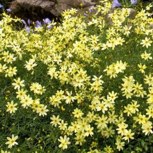 Coreopsis - Moonbeam #1 - Image 1