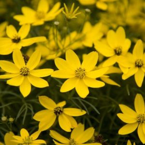 Coreopsis - Zagreb #1 - Image 1