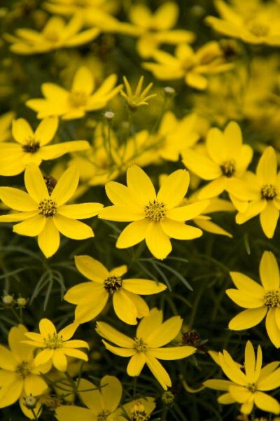 Coreopsis Zagreb