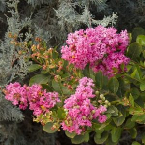 Crape Myrtle - Pink #3/#5 and #15