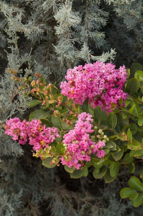 Crape Myrtle - Pink #3/#5 and #15