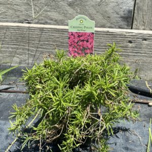Creeping Phlox - Red quart - Image 1