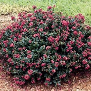 Crape Myrtle - Pocomoke #2/#3 - Image 1