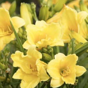 Daylilies - Happy Returns(yellow)#1 - Image 1