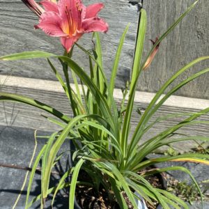 Daylilies - Pardon Me (Red) #1 - Image 1