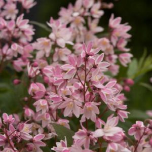 Deutzia - Yuki Cherry Blossom #2/#3 - Image 1