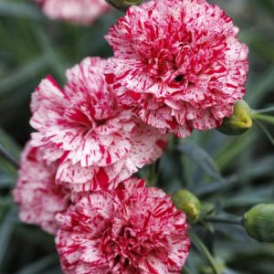 Dianthus - Firewitch Pinks #1 - Image 1
