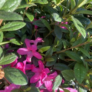 Azaleas - Encore 'Autumn Amethyst' #3 - Image 1