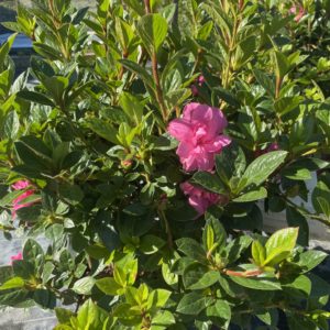 Azaleas - Encore 'Autumn Carnation' #3 - Image 1