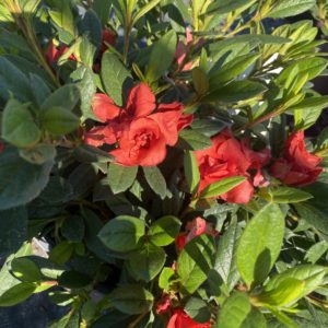 Azaleas - Encore 'Autumn Embers' #3 - Image 1