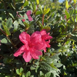 Azaleas - Encore 'Autumn Empress' #3 - Image 1
