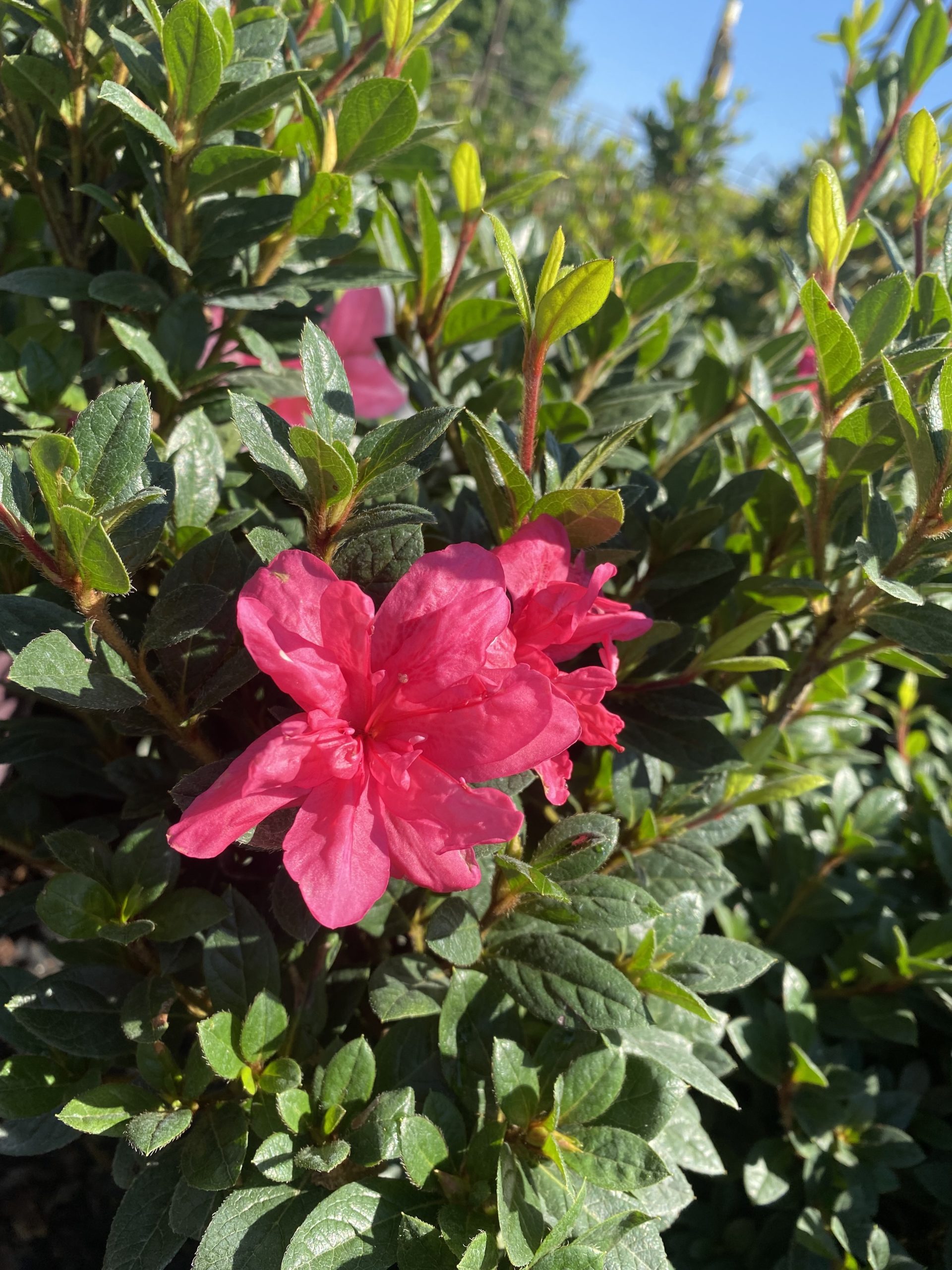 Azaleas – Encore ‘Autumn Empress’ #3 - Jerry's Landscape Nursery