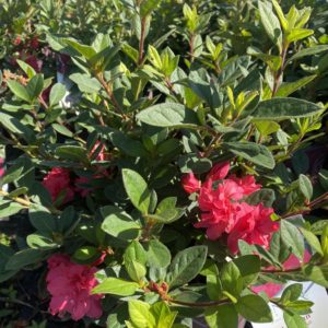 Azaleas - Encore 'Autumn Rouge' #3 - Image 1