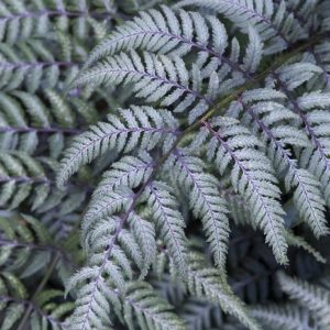 Japanese Painted Fern #1 - Image 1