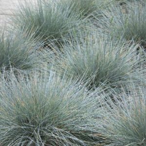 Grasses - Blue Fescue #1 - Image 1