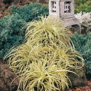 Grasses - Evergold Sedge Qt. - Image 1