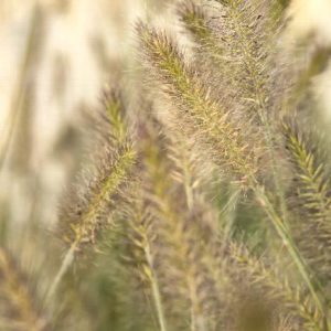 Grasses - Fountain (Various Sizes) - Image 1