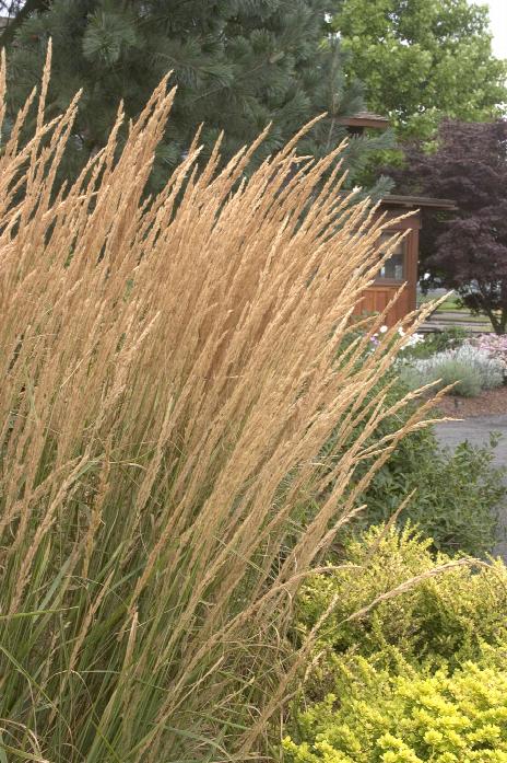 Grasses – Karl Foerster (Various Sizes) - Jerry's Landscape Nursery