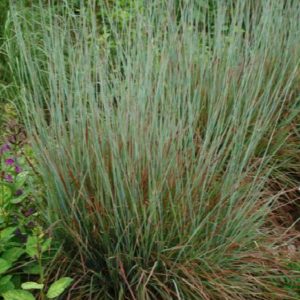 Grasses - Little Bluestem (Various Sizes) - Image 1