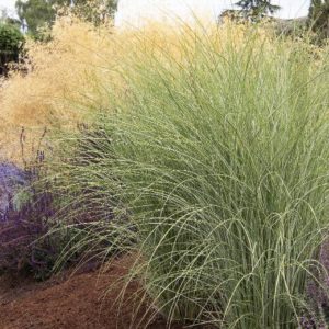 Grasses - Morning Light (Various Sizes) - Image 1