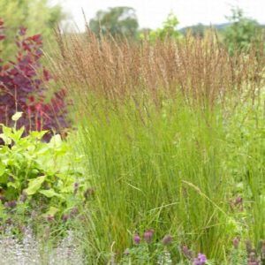 Grasses - Prairie Drop Seed Quart - Image 1