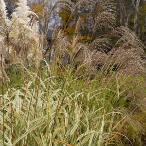 Grasses - Variegated Japanese Silver (Various Sizes) - Image 1