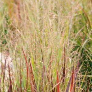 Grasses - Heavy Metal Switch (Various Sizes) - Image 1