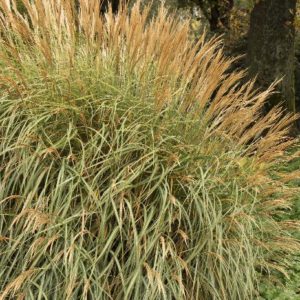 Grasses - Adagio Maiden (Various Sizes) - Image 1