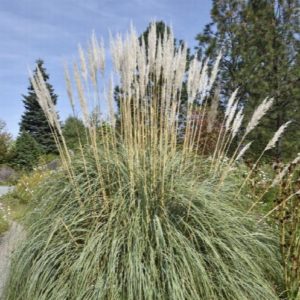 Grasses - Hardy Pampas (Various Sizes) - Image 1