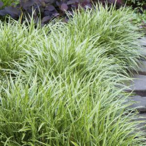 Grasses - Ice Dance Sedge #1 - Image 1