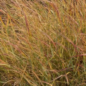 Grasses - Shenandoah Switch (Various Sizes) - Image 1