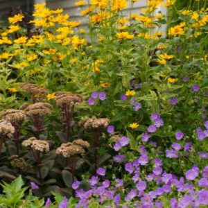 Heliopsis #1 - Image 1