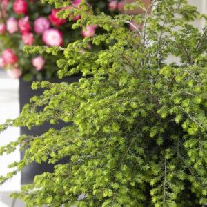 Hemlock - Canadian B&B 7-8' - Image 1