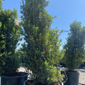 Boxwood - Highlander (Various Sizes) - Image 1