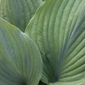 Hosta - Blue Angel #1 - Image 1