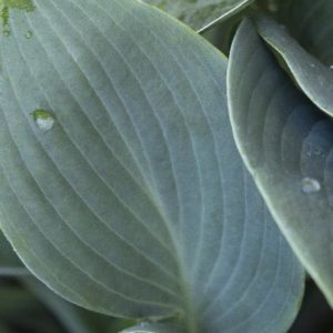Hosta - Halcyon #1 - Image 1