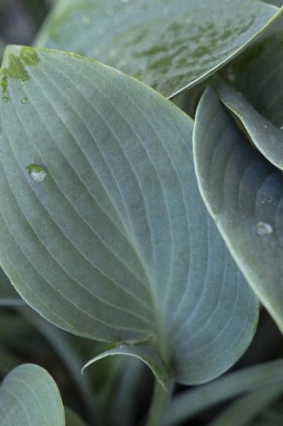 Hosta Halcyon