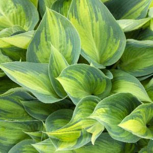 Hosta - June #1 - Image 1