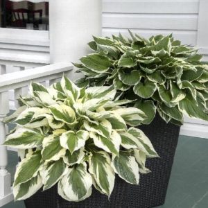 Hosta - Patriot #1 - Image 1
