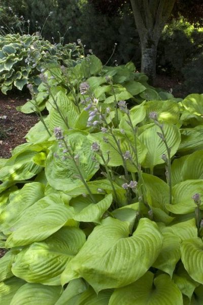 Hosta Sum substance