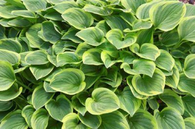 Hosta golden Tiara