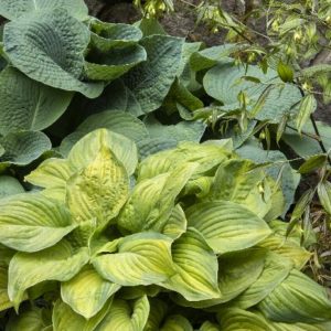 Hosta - Guacamole #1 - Image 1