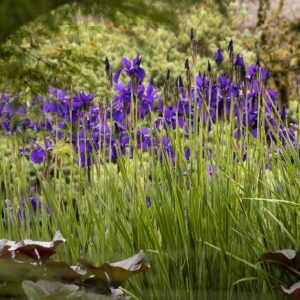 Iris - Caesar's Brother #1 - Image 1