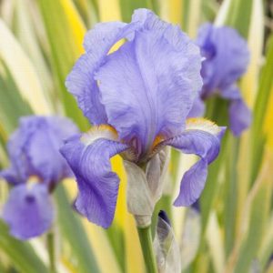 Iris - Variegated #1 - Image 1