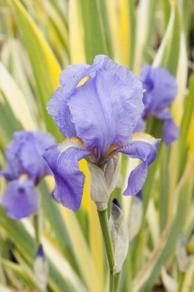 Iris Variegated