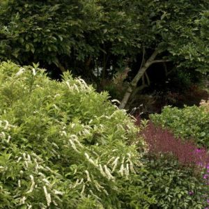 Itea - Henry's Garnet #5 - Image 1